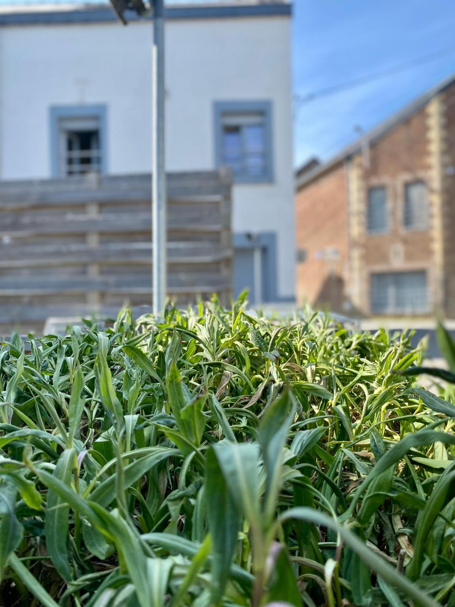 Les Gites Du Broukay - Hirondelle Bassenge Exterior foto